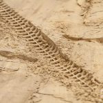 Hugo Stiennes s’impose chez les Vintage à Grayan-et-l’Hôpital